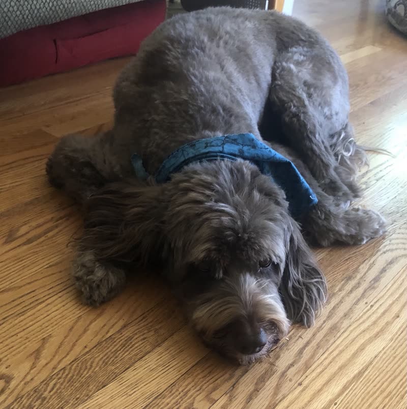 A grey doodle in a blue harness lying flat and relaxed on the salon's wooden floor