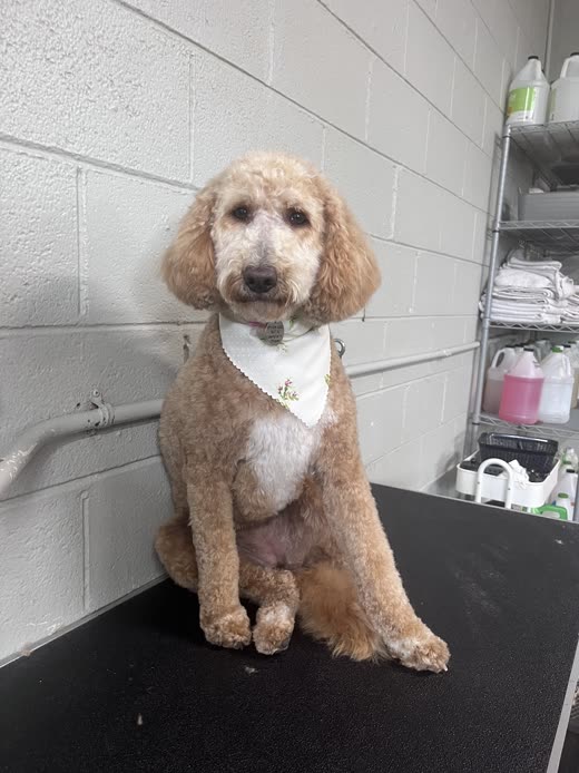A freshly groomed apricot doodle sitting on the grooming table against the salon's white brick wall