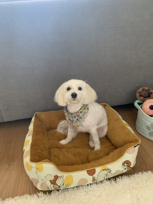 A small white bichon-type dog in a fresh trim wearing a bandana, sitting in a dog bed