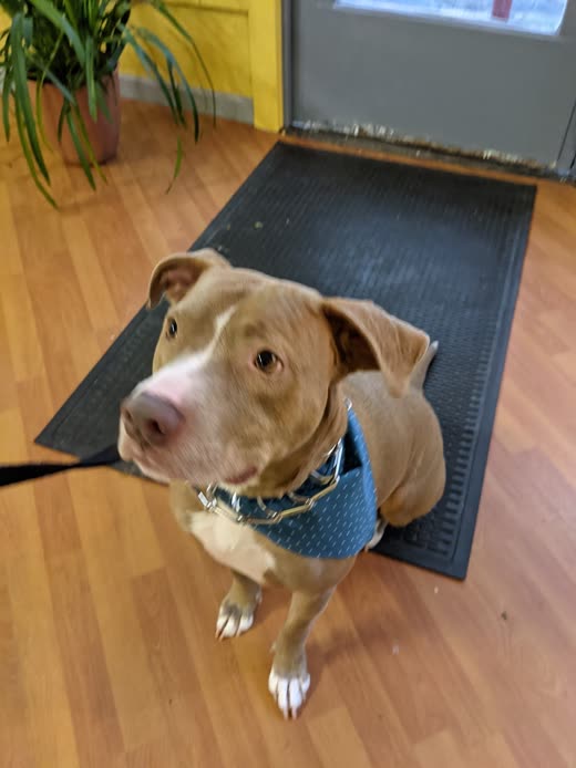 A brown-and-white dog in a blue bandana standing on the wooden floor by the salon entrance