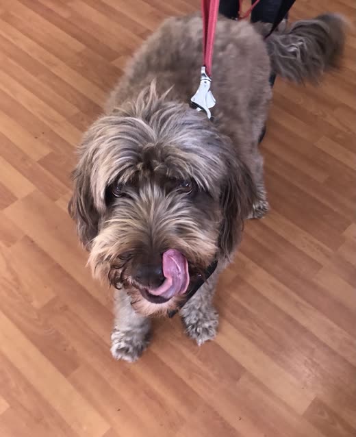 A grey doodle on a lead licking its nose on the salon's wooden floor, seen from above