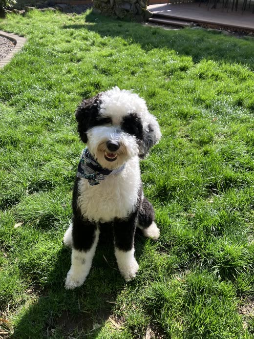 A black-and-white sheepadoodle in a fresh trim standing on a grassy bank
